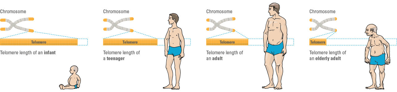 aging-telomeres-desktop
