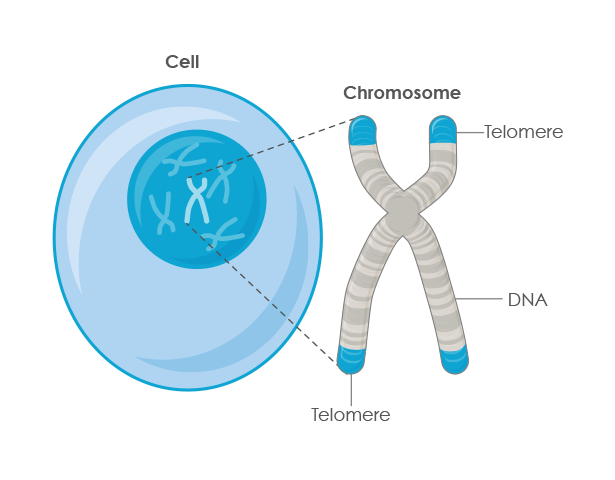 Telomeres Telomerase Explained Defytime