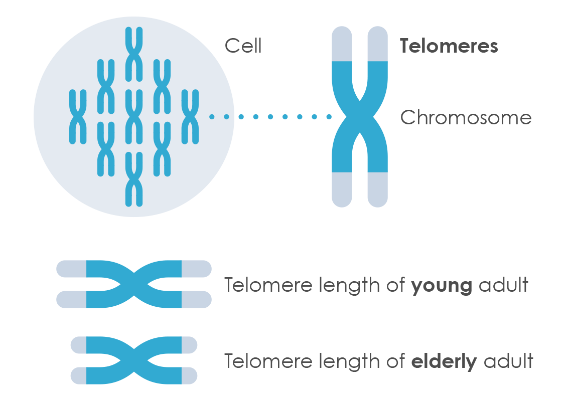 diagram showing a cell, chromosome, and telomere length of young and elderly adult